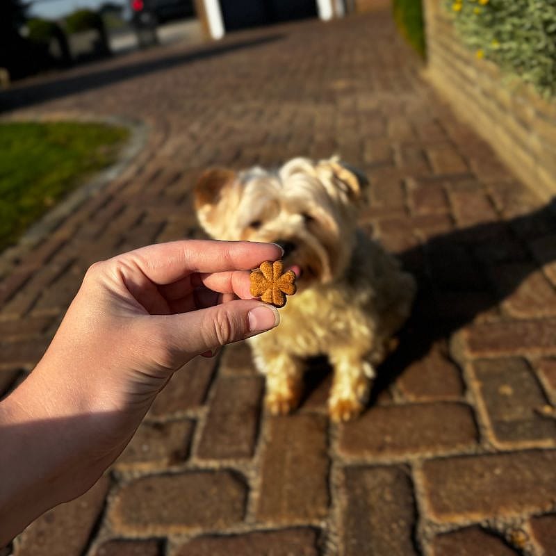 Dierapotheker Graanvrije Klavertjes Hond 1400 gram