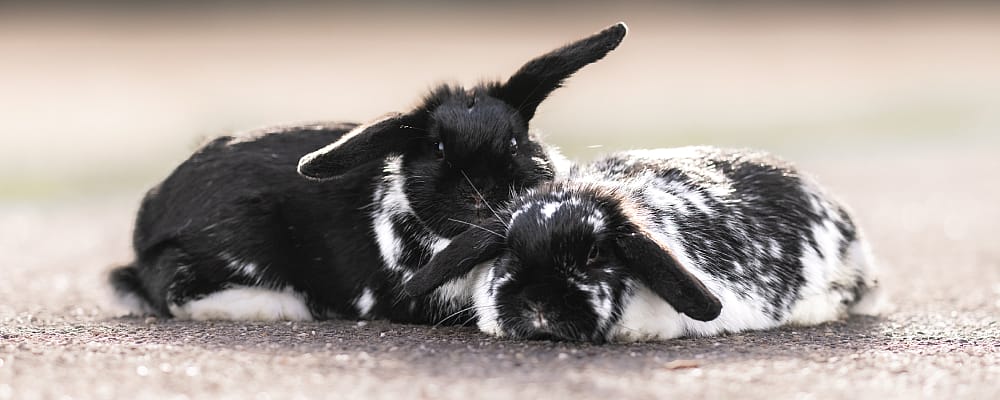 Dier, Zoogdier, Konijn, Hond, Huisdier