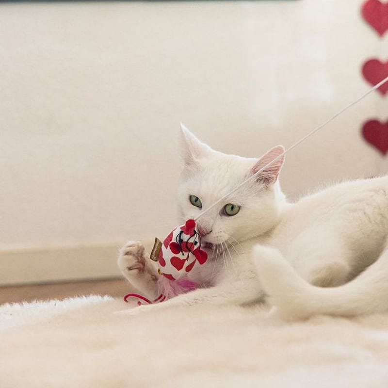 Beeztees Valentijn Kattenspeelgoed Kattenhengel Muis Kat
