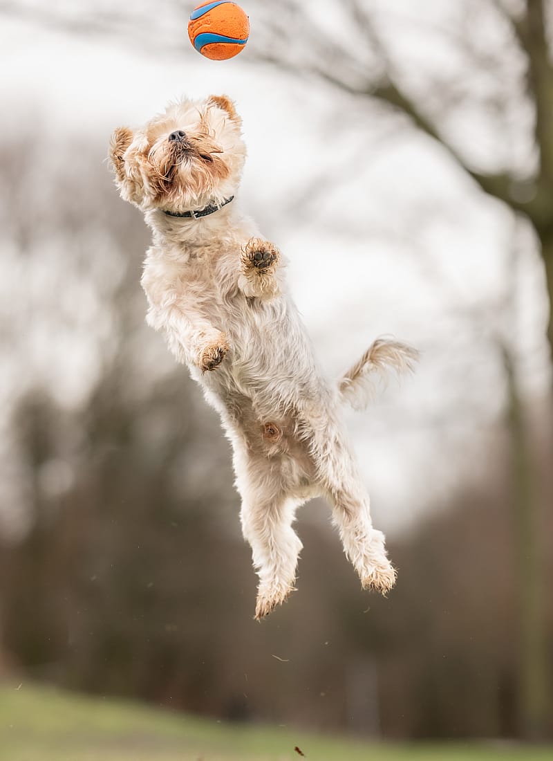 Chuckit Ultra Ball Rubber Medium - 1-Pack