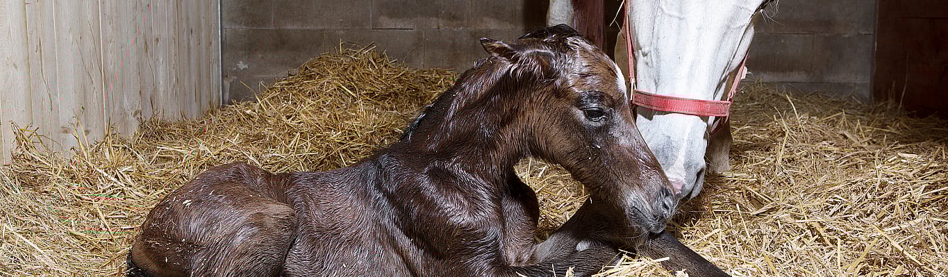 ed137be41c294cc36707bb049877c96c