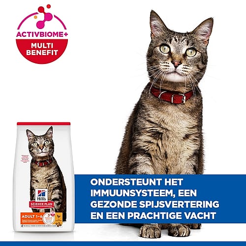 kat, huisdier, kattenvoer, brokjes, rood halsband