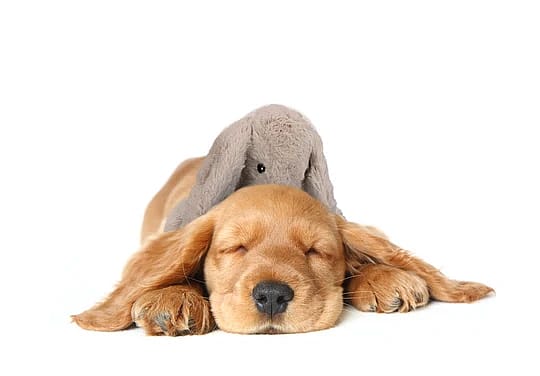 Cozy Dog Bunny Knuffel Grijs