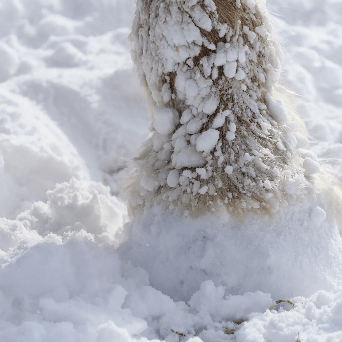 Paardenhoef-sneeuw-ijs-strooizout