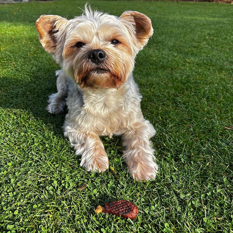 Dierapotheker BBQ Drumstick 5 stuks Hond