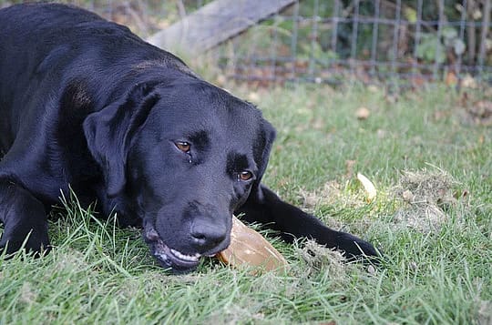 Dental Ears Kauwplezier Hond