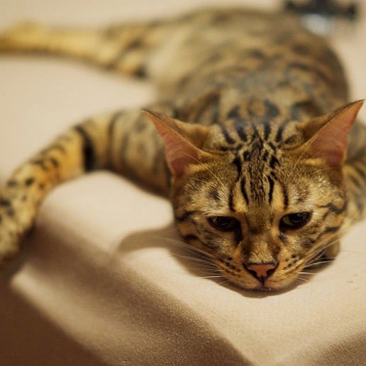 Pijn-bij-katten