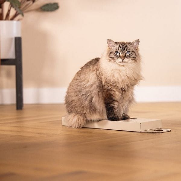 Beeztees Kartonnen Krabplank Egel Kat