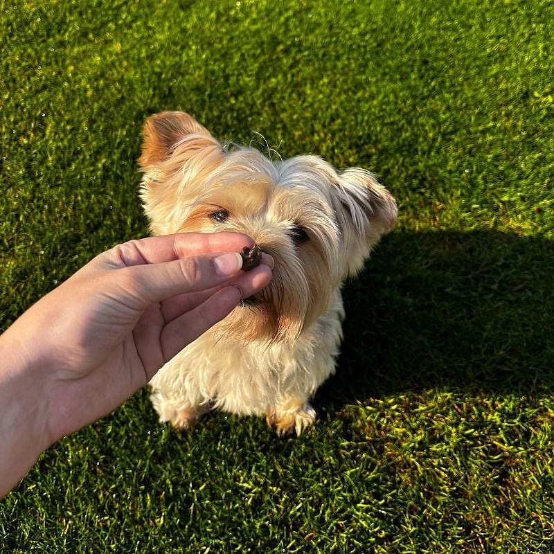 Dierapotheker Paardenlong Trainers 80 gram