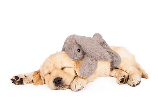Cozy Dog Bunny Knuffel Bruin