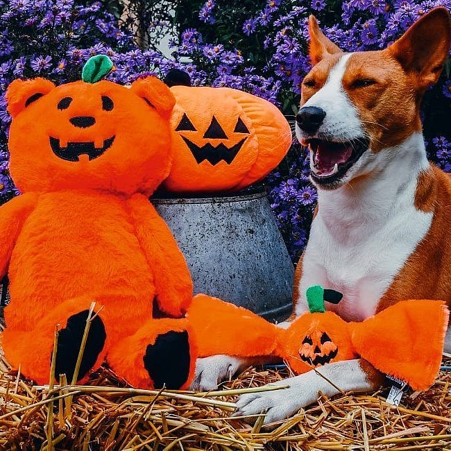 Beeztees Halloween Pompoenbeer Speelgoed Hond