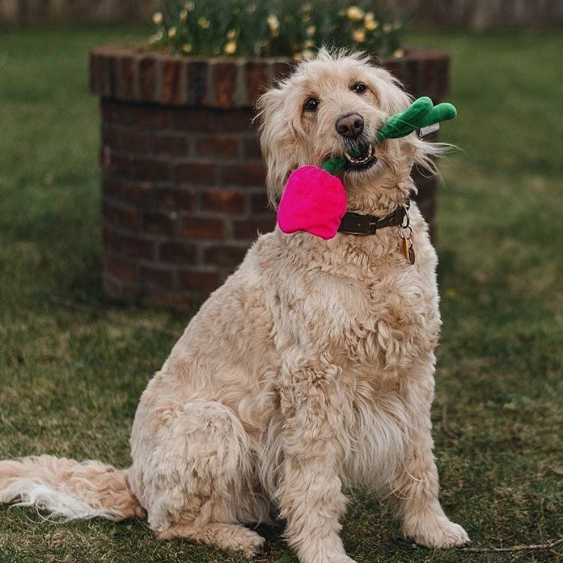 Gras, Plant, Hond, Huisdier, Gras, Plant, Hond, Huisdier, Gras, Plant, Hond, Huisdier, Gras, Plant, Hond, Huisdier