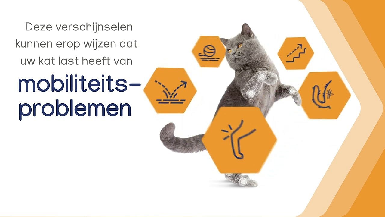 Movoflex Gewrichten Kat 30 soft chews