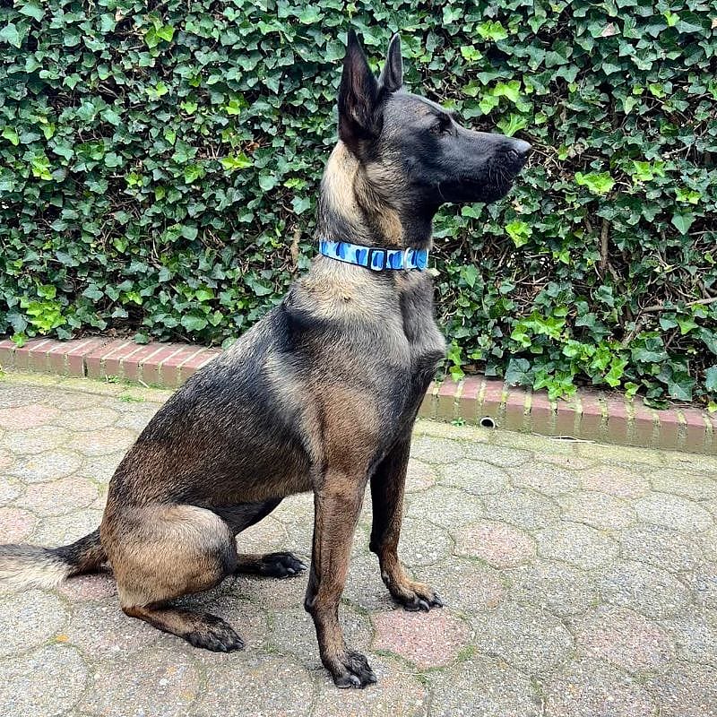 Morso Honden Halsband Gerecycled Small Splash Blauw