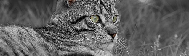 854e5ea9a47405f9357aebe8b2b31b1b