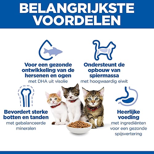kat, voeding, bowl, kattenvoer, ingrediënten