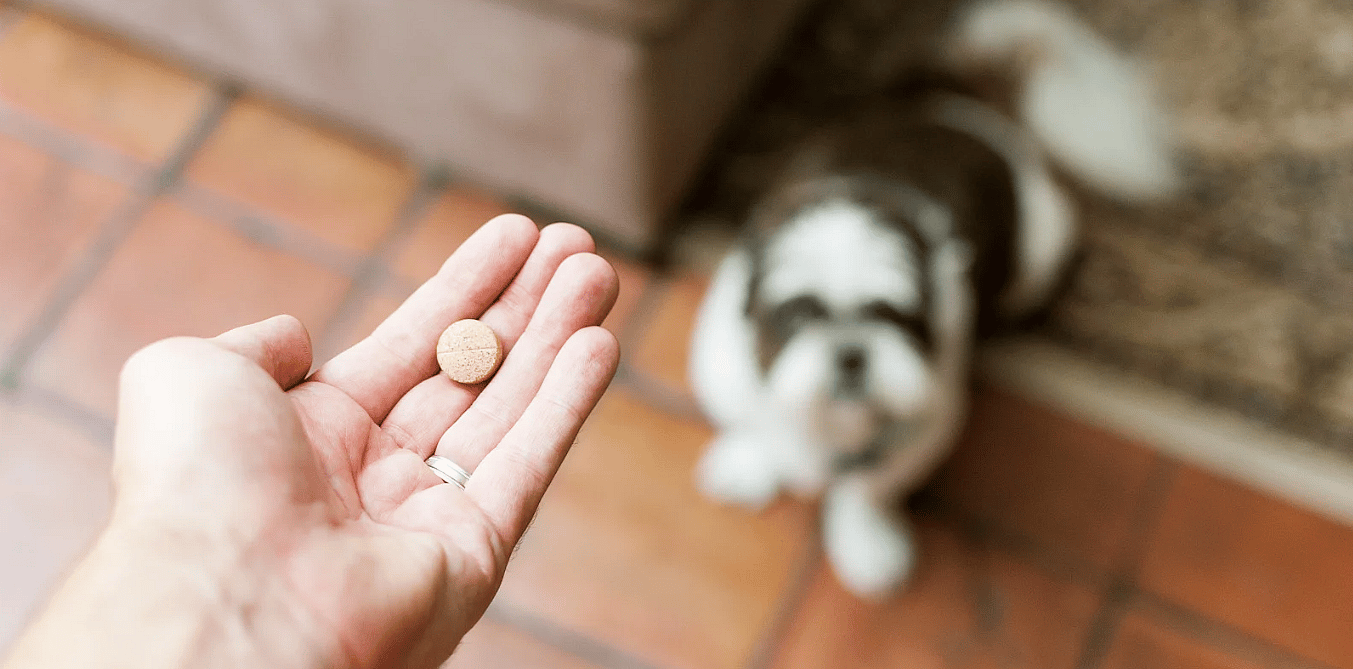 Vitamine-B12-hond-tablet-oraal-supplement-beste-oplossing