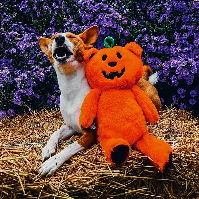 Beeztees Halloween Pompoenbeer Speelgoed Hond