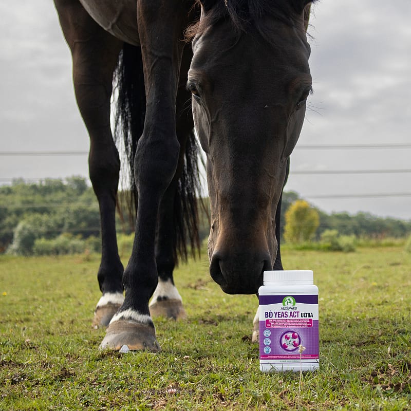 paard, hoef, paardenvoer, boe yeas act,  supplement