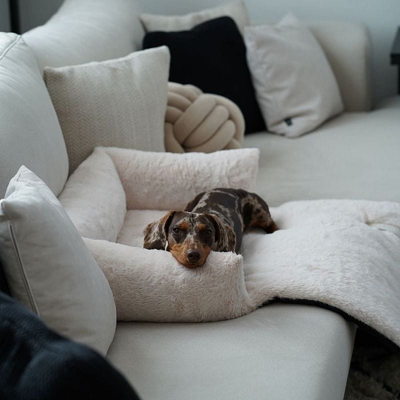 District 70 Nuzzle Sofa Bed Hond Kat Merengue