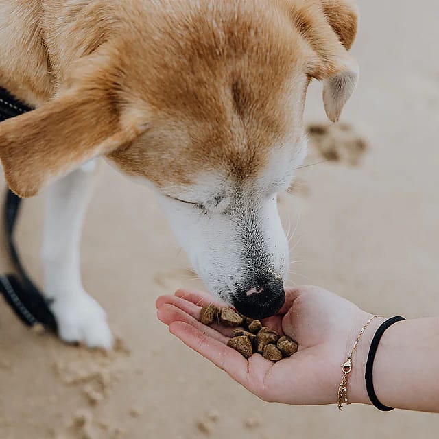 Brave Bites Koekjes Kanker Hond 150 gram