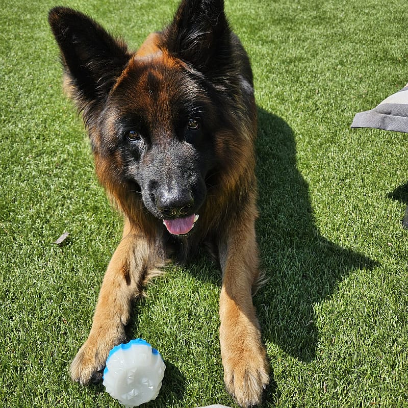 Coolpets Cooling Ice Speelgoed Hond Ball