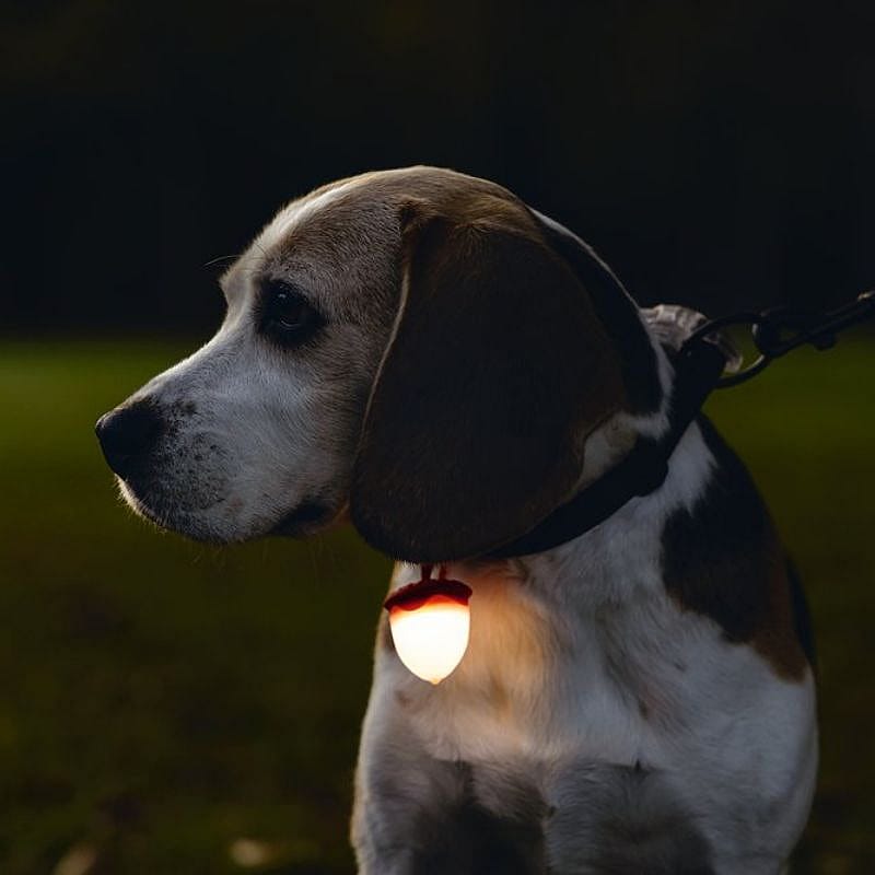 Beeztees Safety Eikel Hondenlamp