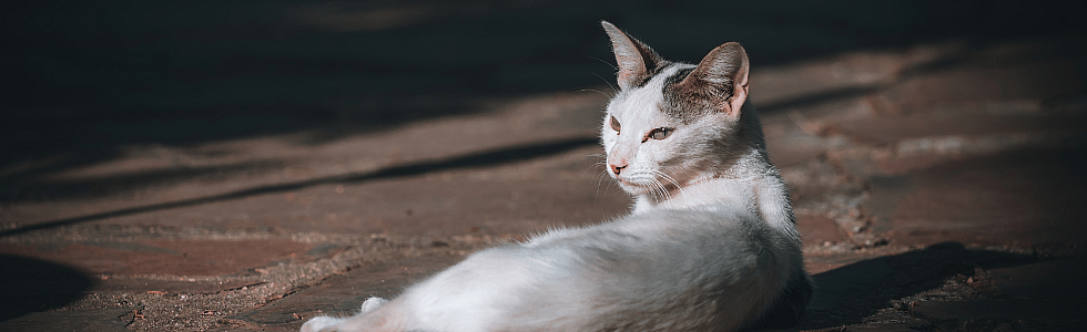 8b9622c662267a5688086362c208c6e1