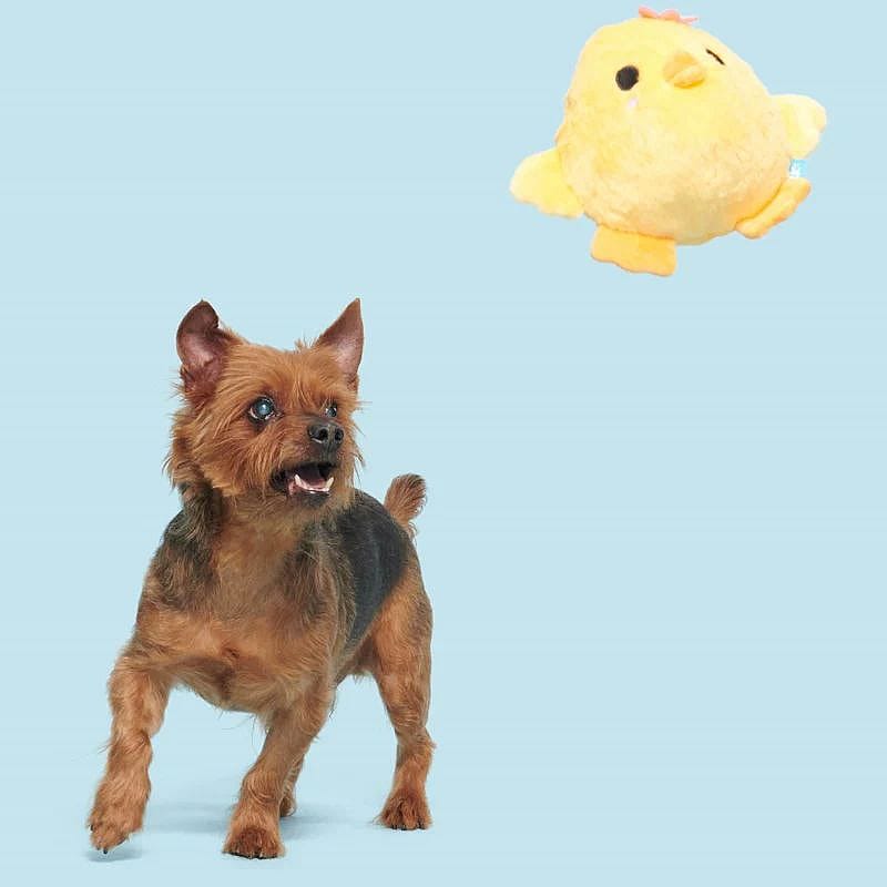 hond, speelgoed, pluche, kussen, bal