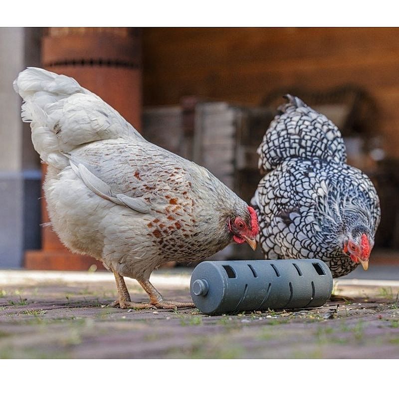 kippen, hen, kooi, fot, grijze kip