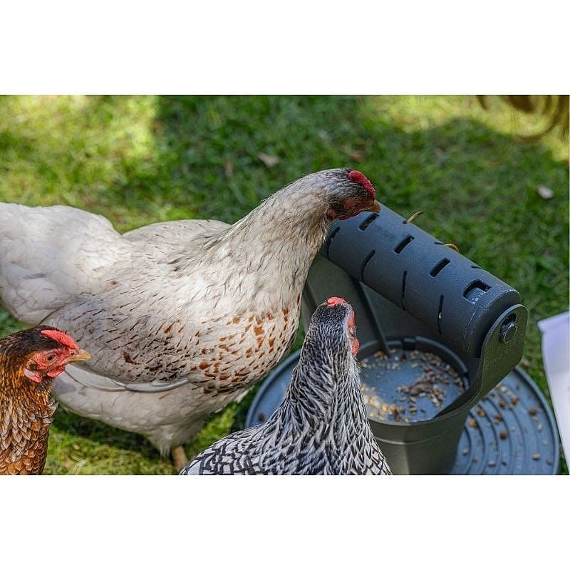 kippen, kooi, voerbak, voer, tuin