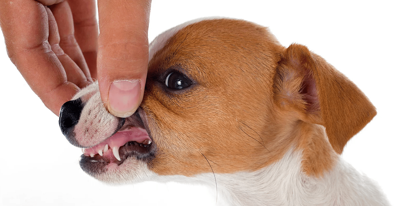 Puppy-leeftijd-melktanden-nieuwe