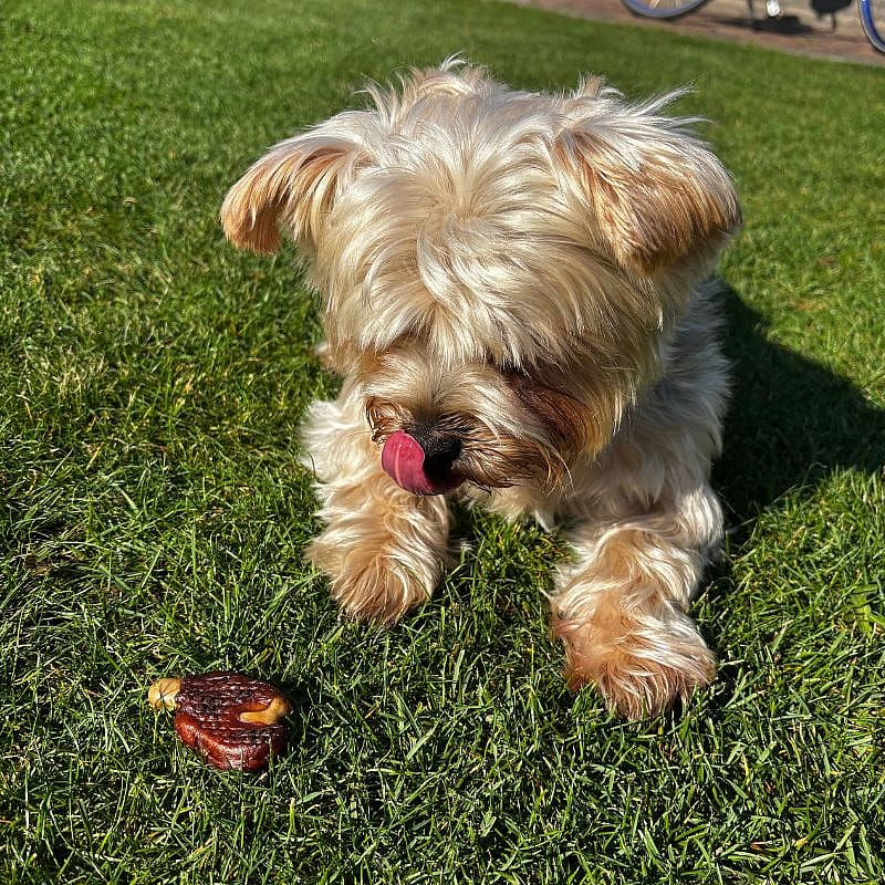 Dierapotheker BBQ T-Bone 5 stuks Hond