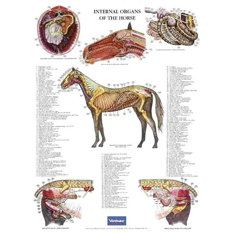 Anatomische_Posterset_Paard_Internal_organs Anatomische Posterset Paard 5 stuks compleet
