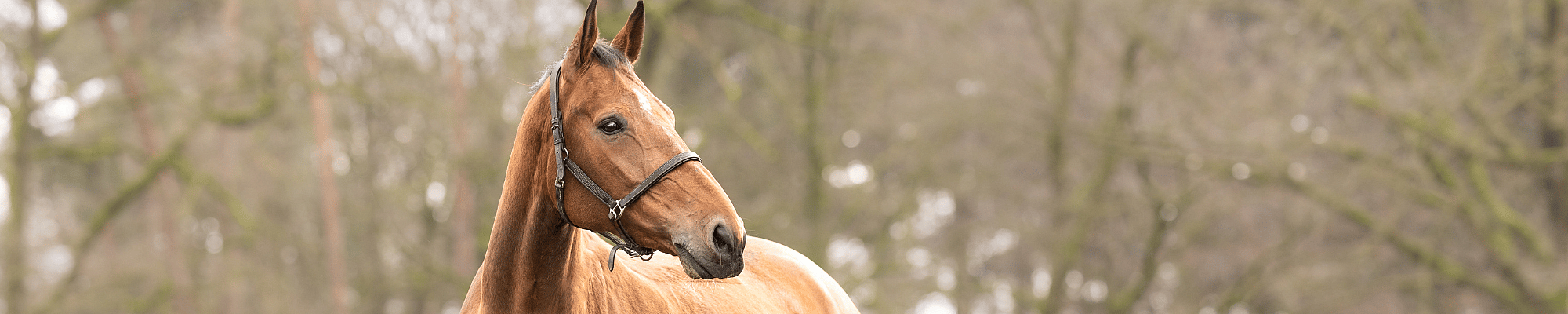Dier, Colt Horse, Paard, Zoogdier