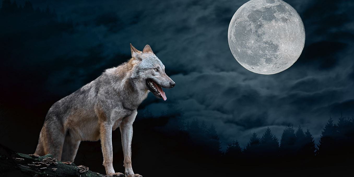 Weerwolf-syndroom-hond-kauwbotten