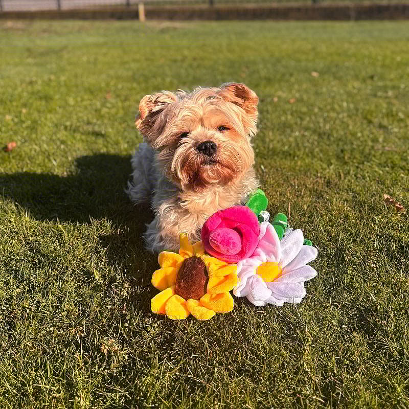 dog, pet, toy, flower, grass