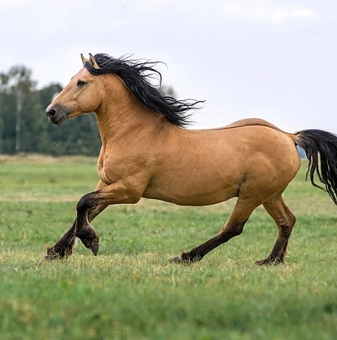 Hoefbevangen-paard-leidraad-knmvd