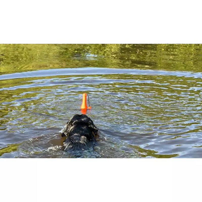 hond, zwemmen, neus, oranje pijl, water