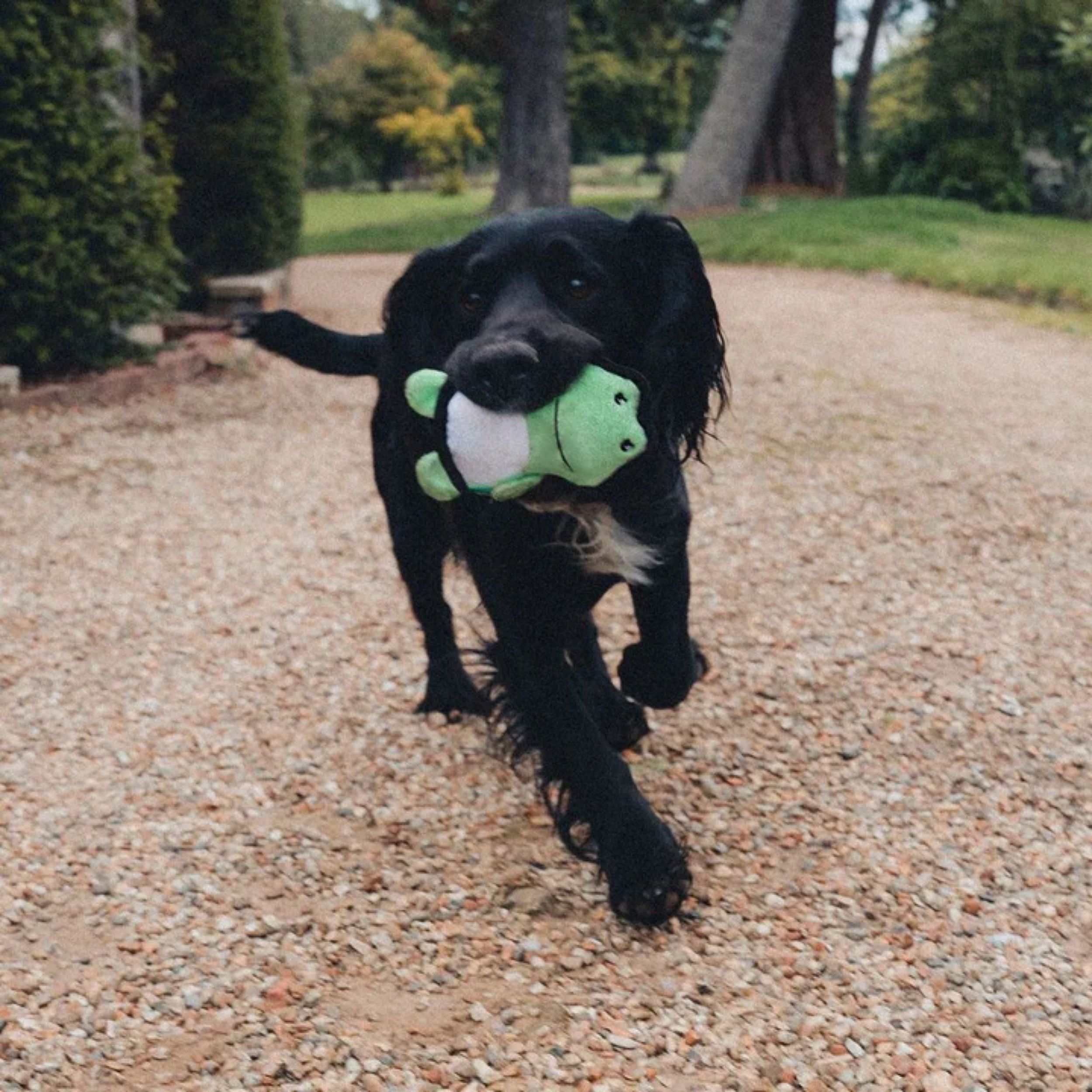 hond, bal, groene bal, tuin, speeltje