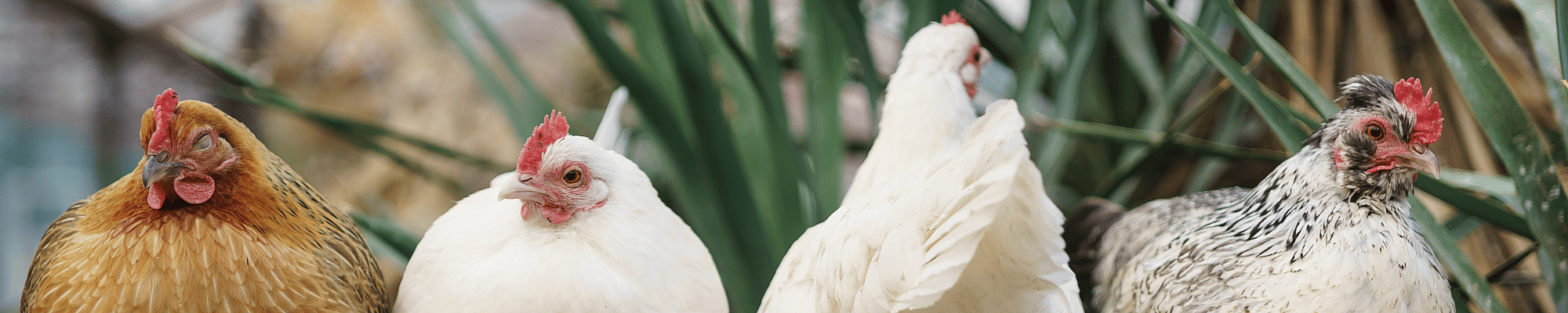 Dier, Vogel, Kip, Pluimvee