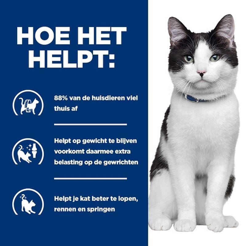 kat, hond, kat, huisdier, collar