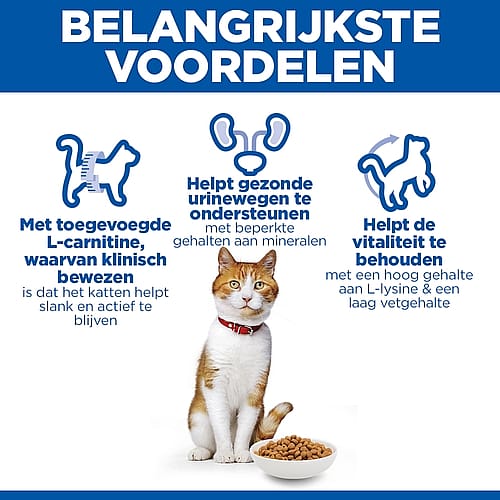 kat, kattenvoer, voedsel, wei, knuffelkat