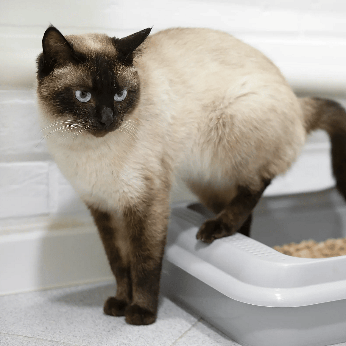 Kat-urinary-voer-blaasproblemen