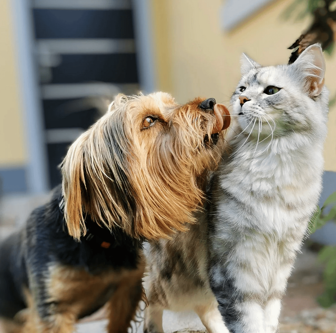 Mineralen-vitamines-huisdier-hond-kat