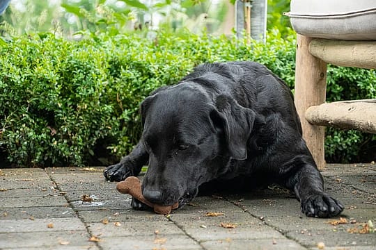 Hondensnack Bugbone Insecteneiwit