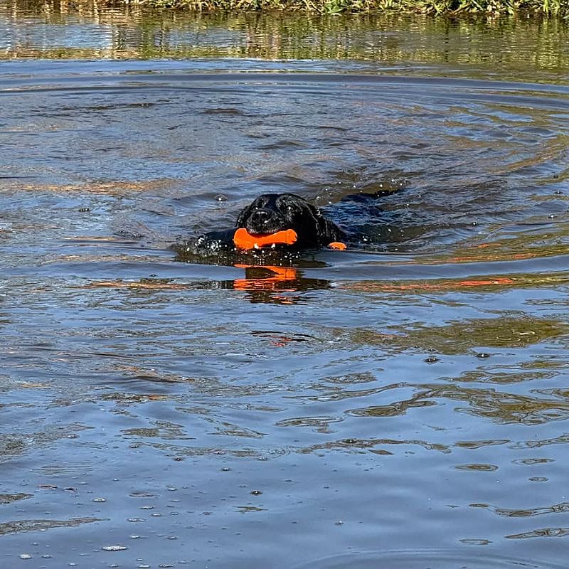 duiker, poot, zwemvgest, orange voorwerp, water