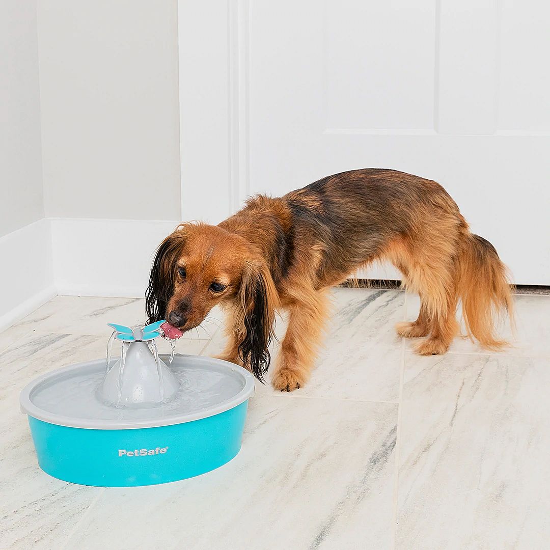 PetSafe Drinkwell Butterfly Pet Fountain Hond Kat 1.5 liter