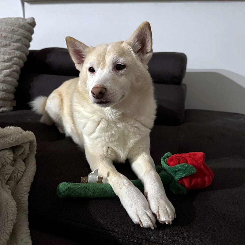 Beeztees Rode Roos Pluche Hond