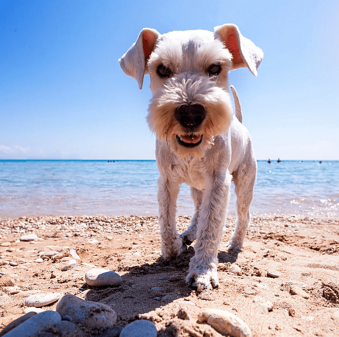 Vakantie-huisdier-tips